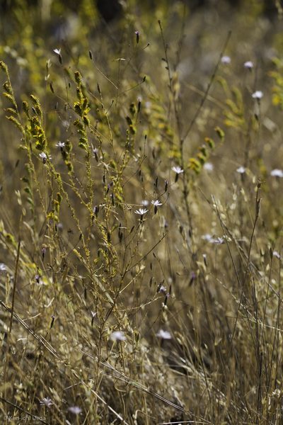 Lessingia nemaclada, photographed by Ken-ichi Ueda