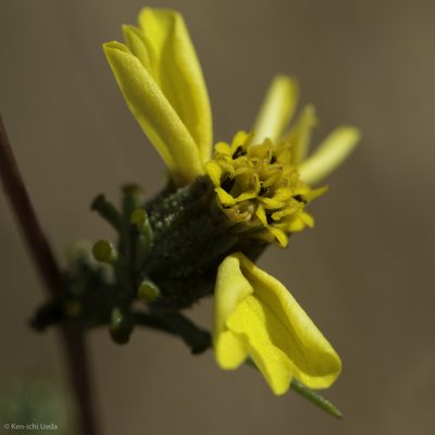 Calycadenia truncata, photographed by Ken-ichi Ueda