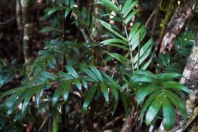 Dypsis concinna, photographed by Stuart Cable
