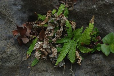 Pteris minor, photographed by Cheng-Te Hsu