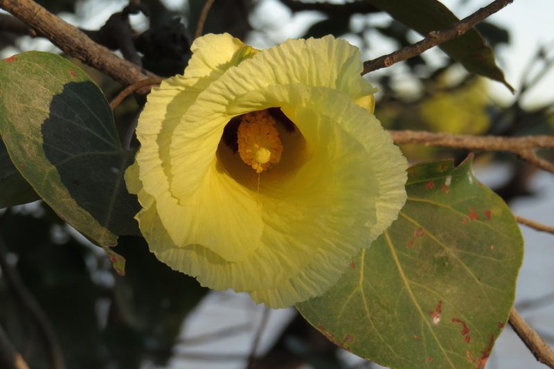 Thespesia populneoides, photographed by coenobita