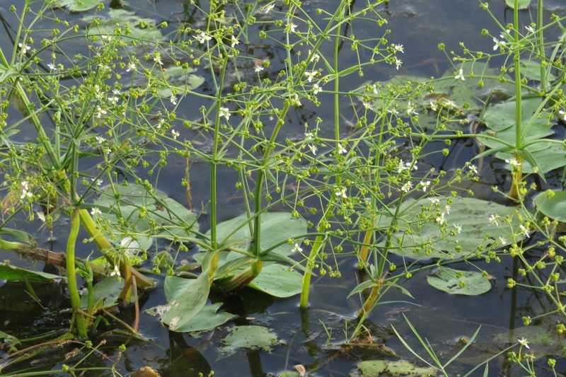 Albidella oligococca, photographed by coenobita