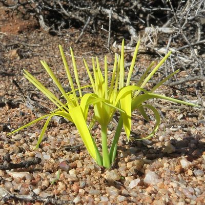 Empodium flexile, photographed by Kevin Murray