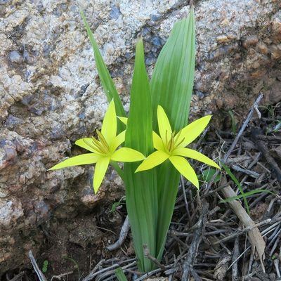 Empodium namaquensis, photographed by Kevin Murray