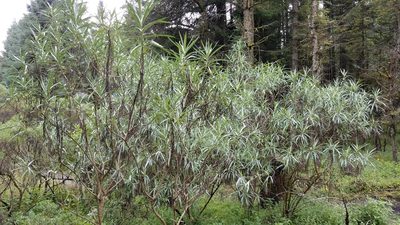 Senecio cinerarioides, photographed by Alan Rockefeller