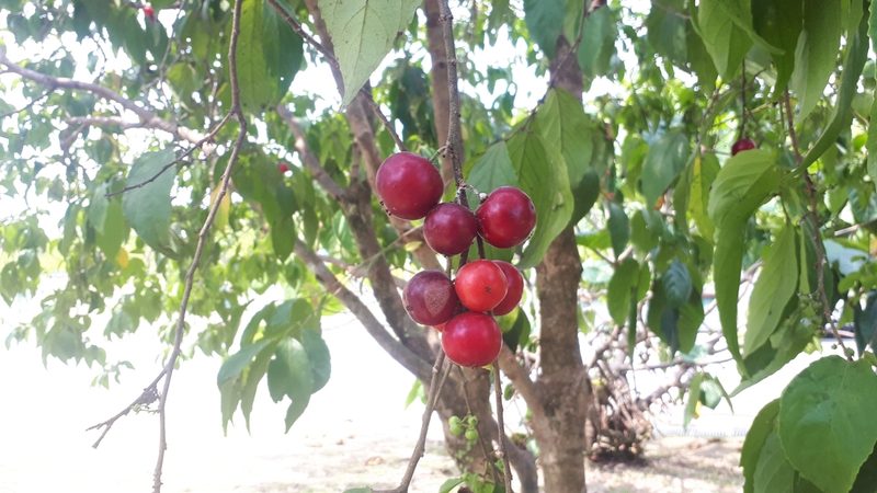 Flacourtia inermis, photographed by Ong Jyh Seng