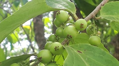 Flacourtia inermis, photographed by Ong Jyh Seng