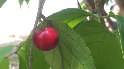 Flacourtia inermis, photographed by Ong Jyh Seng