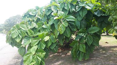 Ficus auriculata, photographed by Ong Jyh Seng