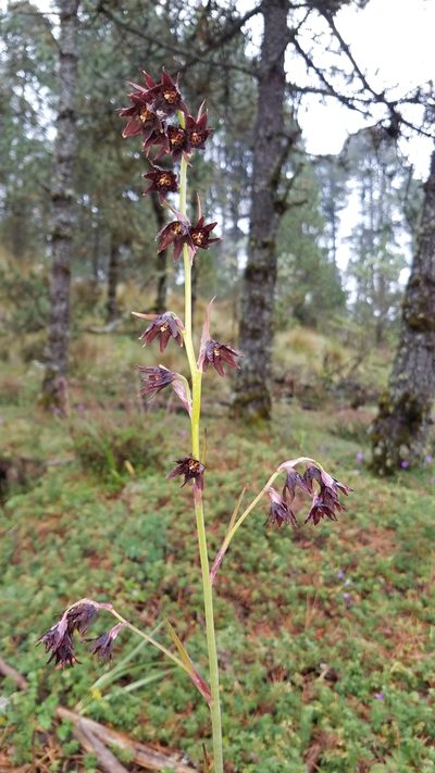 Anticlea frigida, photographed by Alan Rockefeller