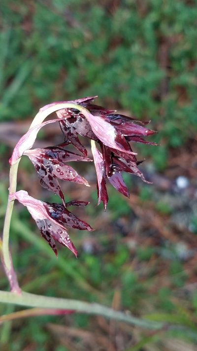Anticlea frigida, photographed by Alan Rockefeller