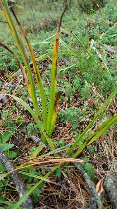 Anticlea frigida, photographed by Alan Rockefeller