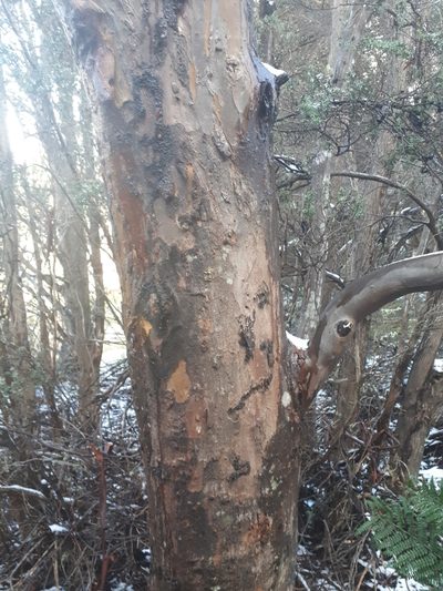 Eucalyptus johnstonii, photographed by Johannes Schlagbauer