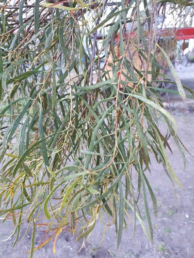 Eucalyptus pulchella, photographed by Johannes Schlagbauer