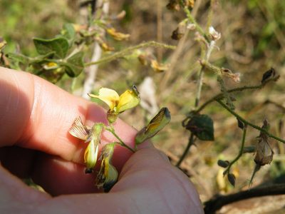 Rhynchosia caribaea, photographed by Antoinette Eyssell Knox