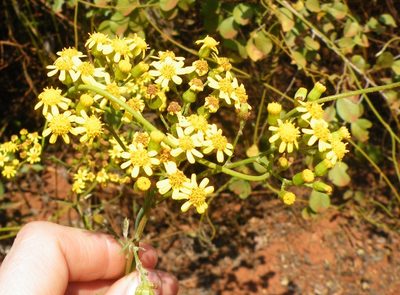 Senecio polyanthemoides, photographed by Antoinette Eyssell Knox