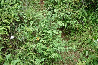 Urena procumbens, photographed by 楊富鈞