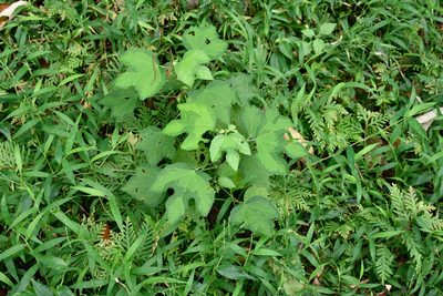 Urena procumbens, photographed by 楊富鈞