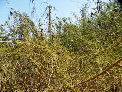 Cassytha pondoensis, photographed by Antoinette Eyssell Knox