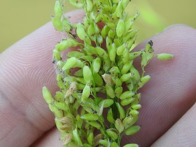 Sacciolepis striata, photographed by Sam Kieschnick