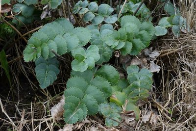Gingidia grisea, photographed by John Barkla