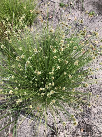 Ficinia albicans, photographed by Dave U