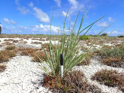 Lepturus repens, photographed by Martin Purdy