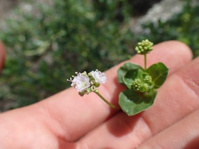 Boerhavia repens, photographed by Martin Purdy