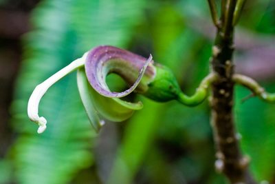 Clermontia fauriei, photographed by Ken-ichi Ueda