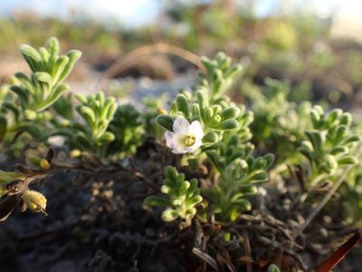Nama sandwicensis, photographed by Martin Purdy