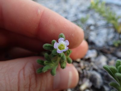 Nama sandwicensis, photographed by Martin Purdy