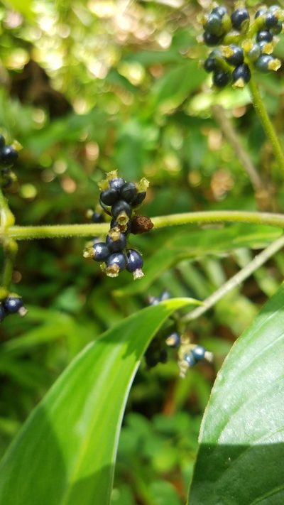 Palicourea brachiata, photographed by Erin Lalime