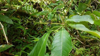Palicourea brachiata, photographed by Erin Lalime