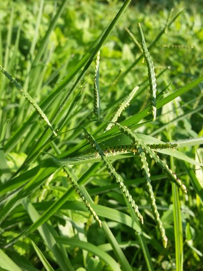 Paspalum laeve, photographed by Zihao Wang