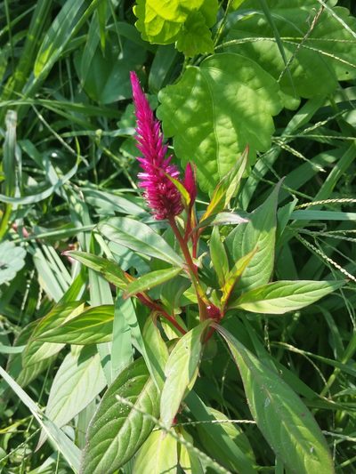Celosia spicata, photographed by Zihao Wang