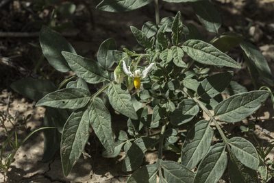Solanum jamesii, photographed by Craig Martin