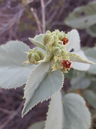 Abutilon malacum, photographed by Alex Abair