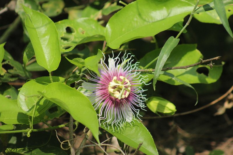 Passiflora serratifolia, photographed by Adrianh M. Orozco