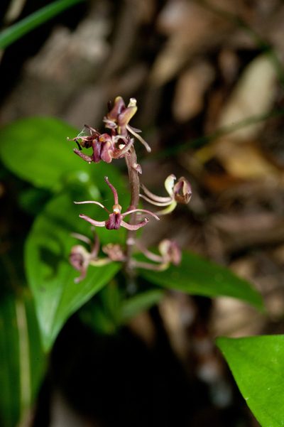 Liparis nervosa, photographed by Cheng-Tao Lin