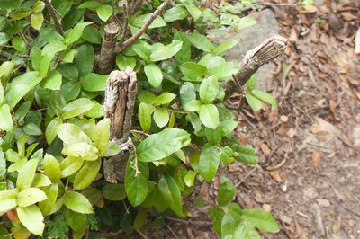 Quercus tarokoensis, photographed by Cheng-Tao Lin
