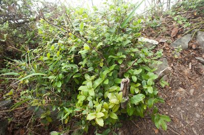 Quercus tarokoensis, photographed by Cheng-Tao Lin