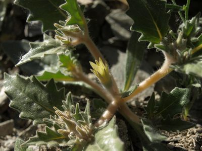 Mentzelia reflexa, photographed by Jim Morefield
