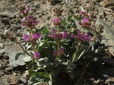Penstemon monoensis, photographed by Jim Morefield