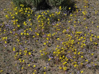Mentzelia nitens, photographed by Jim Morefield