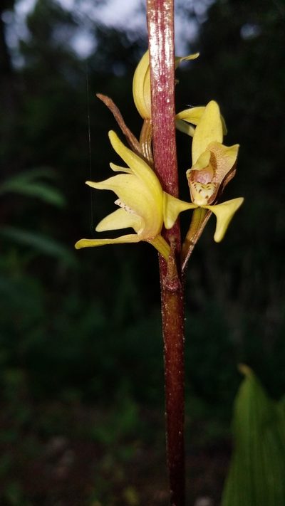 Govenia superba, photographed by Alan Rockefeller