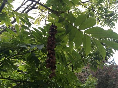 Pterocarya rhoifolia, photographed by Luka S. (someplant)