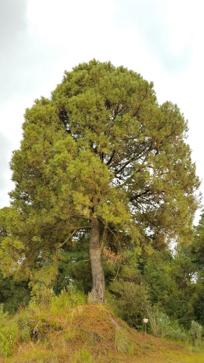 Pinus lawsonii, photographed by Alan Rockefeller