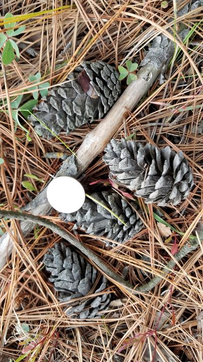 Pinus lawsonii, photographed by Alan Rockefeller