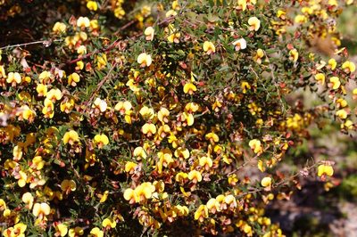 Bossiaea cinerea, photographed by Lek Khauv