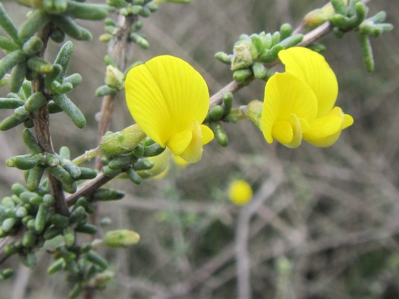 Aspalathus spinescens, photographed by douglaseustonbrown